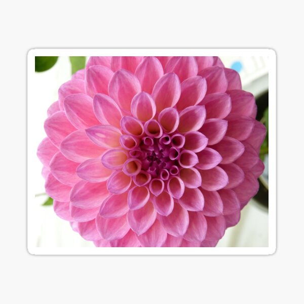 Item preview, Dahlia #16 designed and sold by Sarah Curtiss.