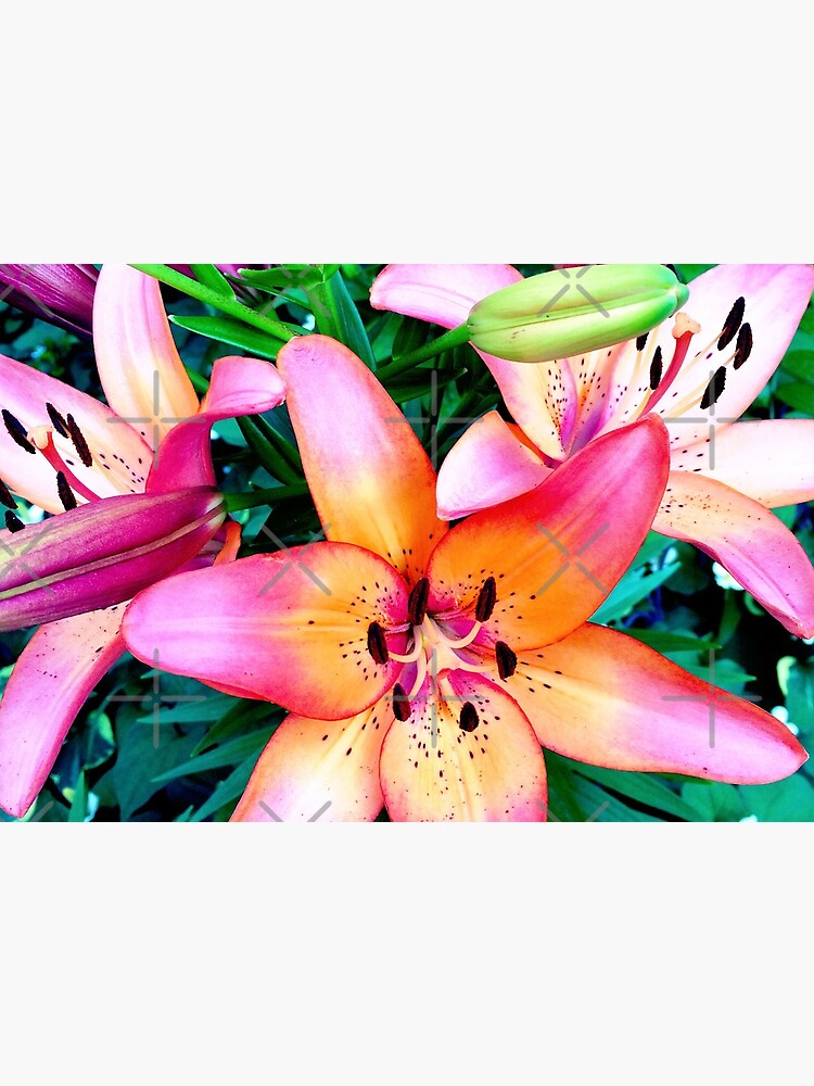 Lilypalooza - Floral Art Photography - Pink and Orange Lily Flower - Gift for Gardener by OneDayArt