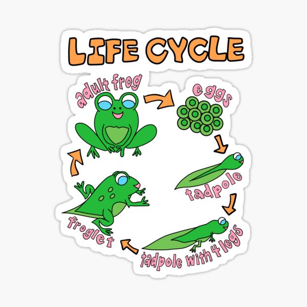 Item preview, Life Cycle of a Frog | Science | Biology designed and sold by tweestitch.