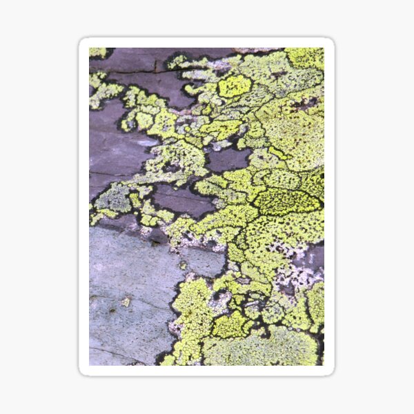 Item preview, lichen on slate designed and sold by KathleenDawson.