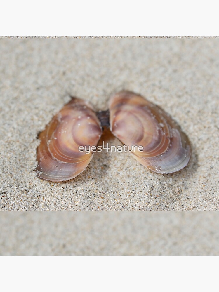Subtle beach beauty by eyes4nature
