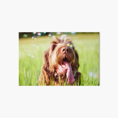 Soap bubble Spinone Art Board Print