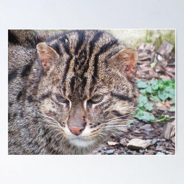 Item preview, Fishing Cat designed and sold by WildandDivine.