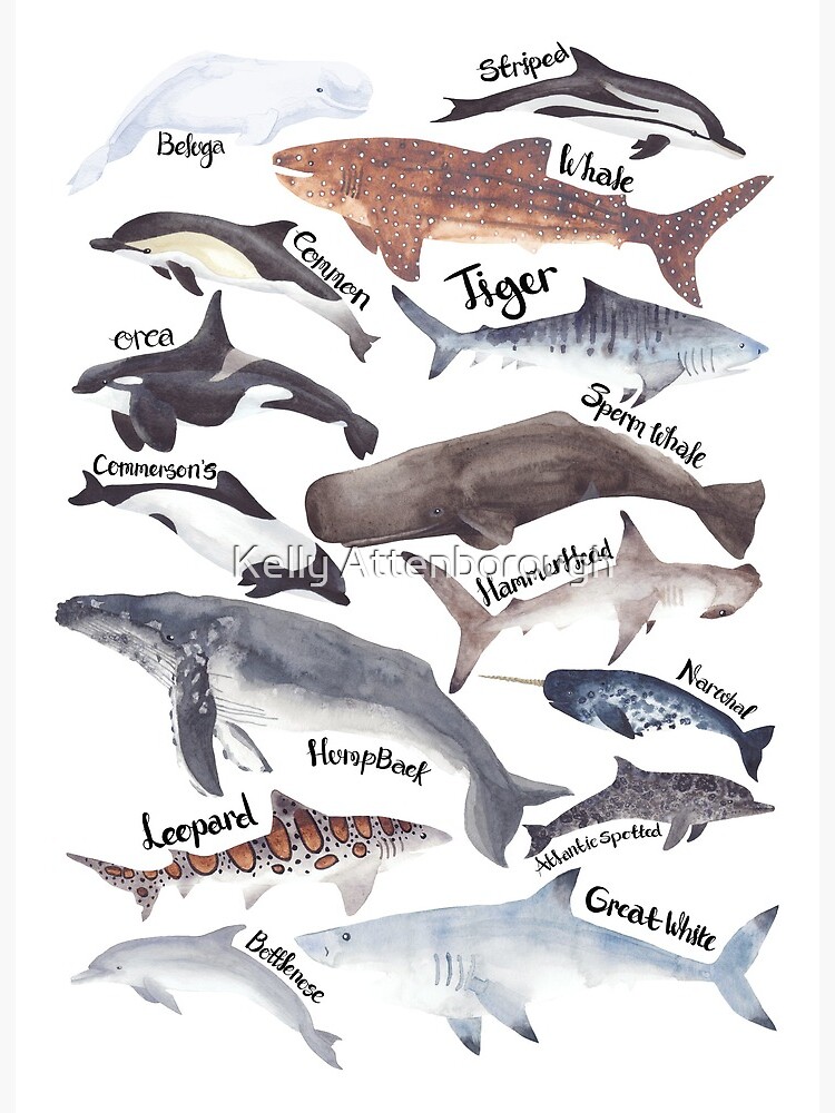 Types of whales, sharks and dolphins watercolour Art Board Print
