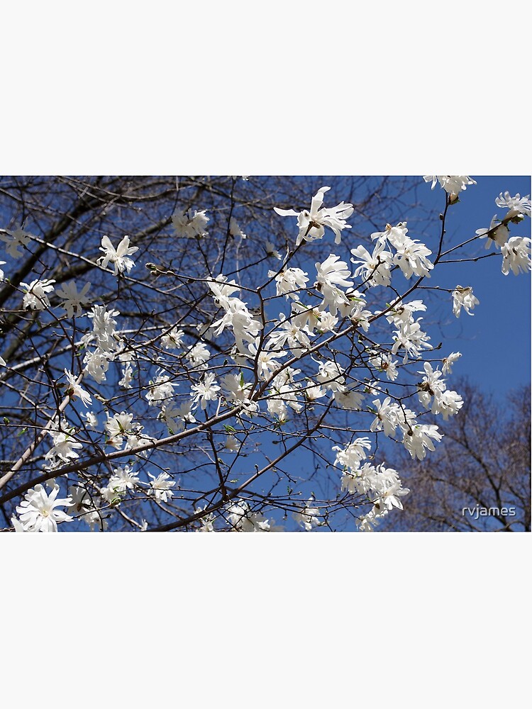 Lámina rígida «Cielo lleno de estrellas (flores de Star Magnolia!)» de  rvjames | Redbubble