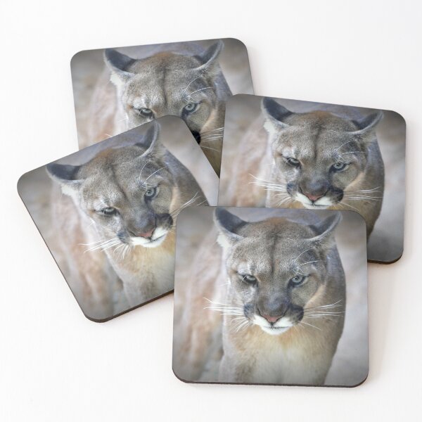 Item preview, Cougar  designed and sold by Savannah Gibbs.