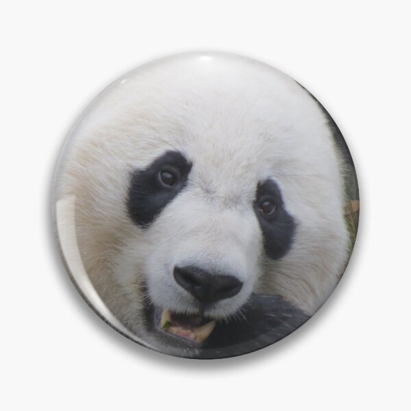 Item preview, Giant Panda Bei Bei at the National Zoo designed and sold by Zoo and Nature Photography by Karie.