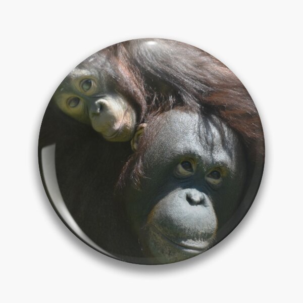 Item preview, Bornean Orangutans Redd and Batang at the National Zoo designed and sold by Zoo and Nature Photography by Karie.