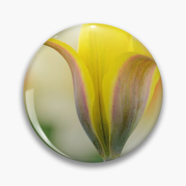 Item preview, Tulipa kolpakowskiana  AGM  Kolpakowsky's tulip  Miscellaneous tulip  designed and sold by Chris Burrows.