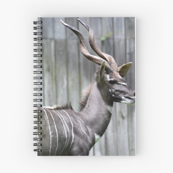 Item preview, Lesser Kudu at the National Zoo designed and sold by Zoo and Nature Photography by Karie.