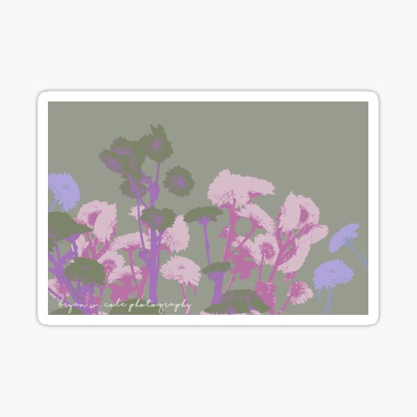 Chrysanthemums in Pastels #11 Sticker