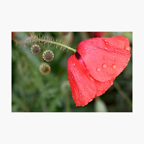 Crying Photographic Print