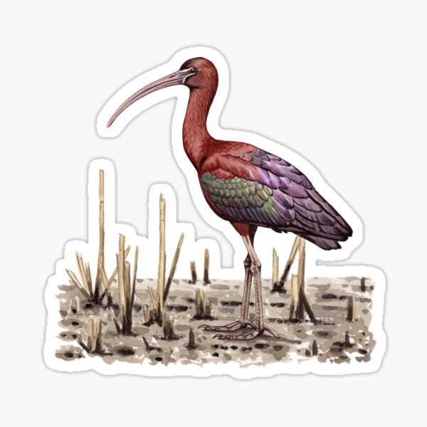 Glossy Ibis Sticker