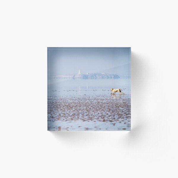 Sea bird chasing Spinone Acrylic Block