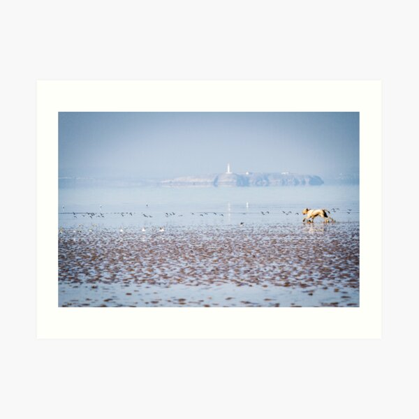 Sea bird chasing Spinone Art Print