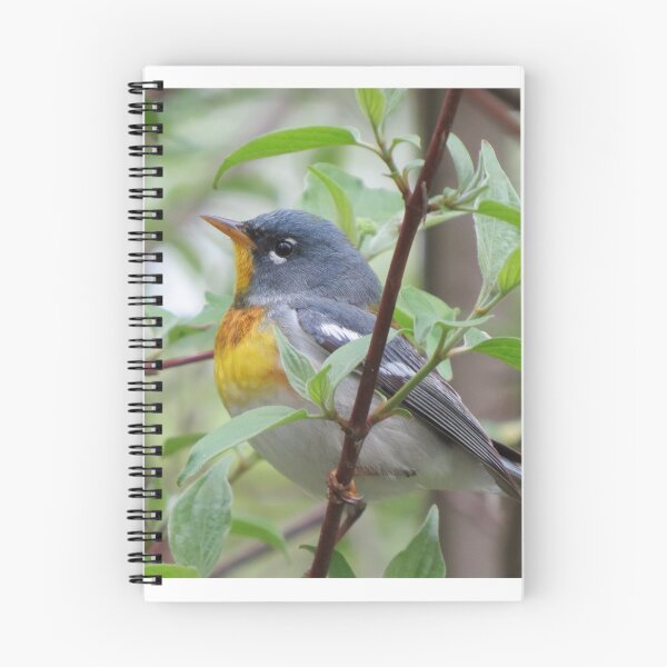 Item preview, Northern Parula designed and sold by Zoo and Nature Photography by Karie.