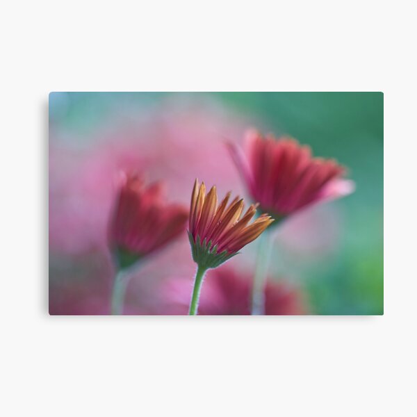 The charités Canvas Print