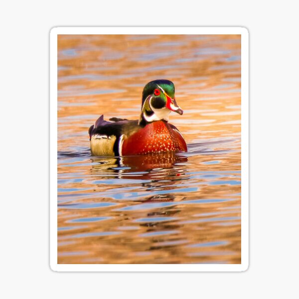 Wood Duck at Sunset Sticker