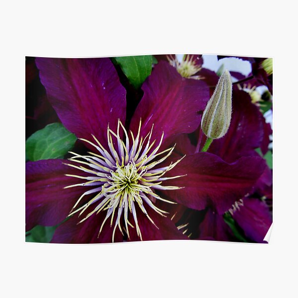 Clematis Bloom in CT Poster