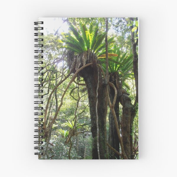 Item preview, Rainforest, Minnamurra Falls, Illawarra, Australia. designed and sold by kaysharp.