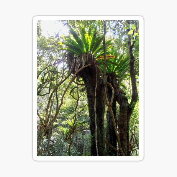 Item preview, Rainforest, Minnamurra Falls, Illawarra, Australia. designed and sold by kaysharp.