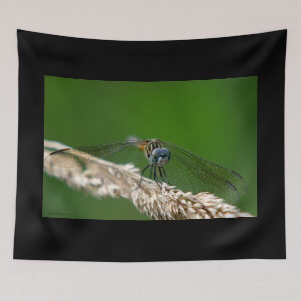 Item preview, Blue Dasher Dragonfly designed and sold by mark-bugs-org.