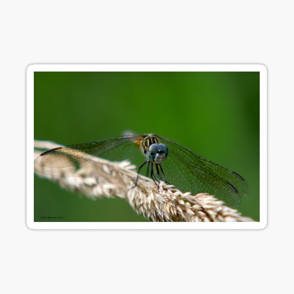 Blue Dasher Dragonfly Sticker