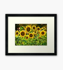 Field of Sunflowers Framed Print