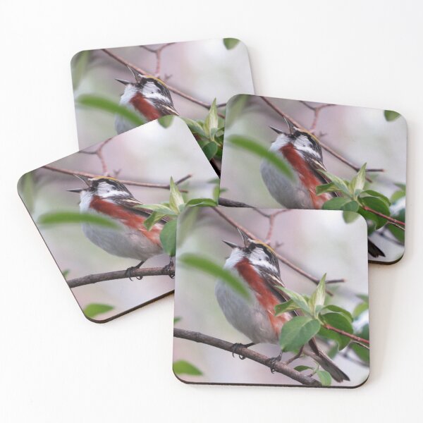 Item preview, Chestnut-sided Warbler at Magee Marsh designed and sold by Zoo and Nature Photography by Karie.