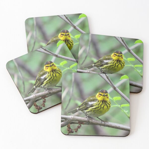 Item preview, Cape May Warbler at Magee Marsh designed and sold by Zoo and Nature Photography by Karie.