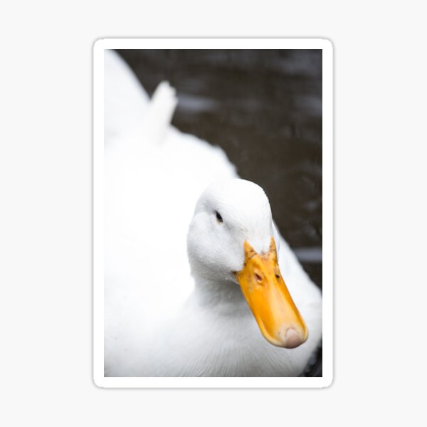 white Duckface Sticker