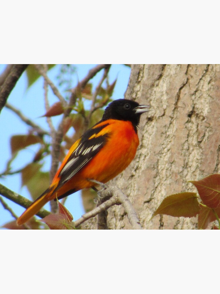 Baltimore oriole  Smithsonian's National Zoo