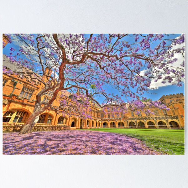 Jacaranda at the University of Sydney Poster