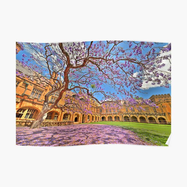 Jacaranda at the University of Sydney Poster
