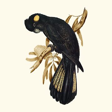 Artwork thumbnail, Yellow-tailed Black Cockatoo by Natalie Witt