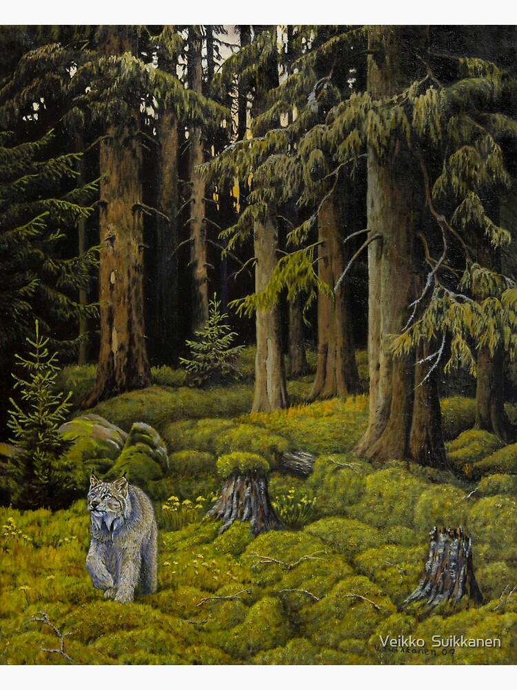 Evergreen Forest