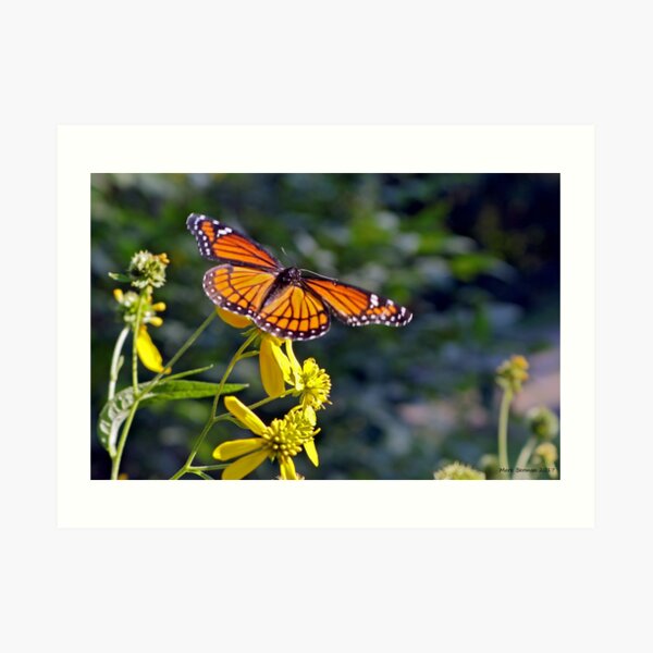 Viceroy Butterfly on Tickseed Art Print