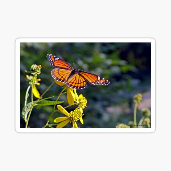 Viceroy Butterfly on Tickseed Sticker