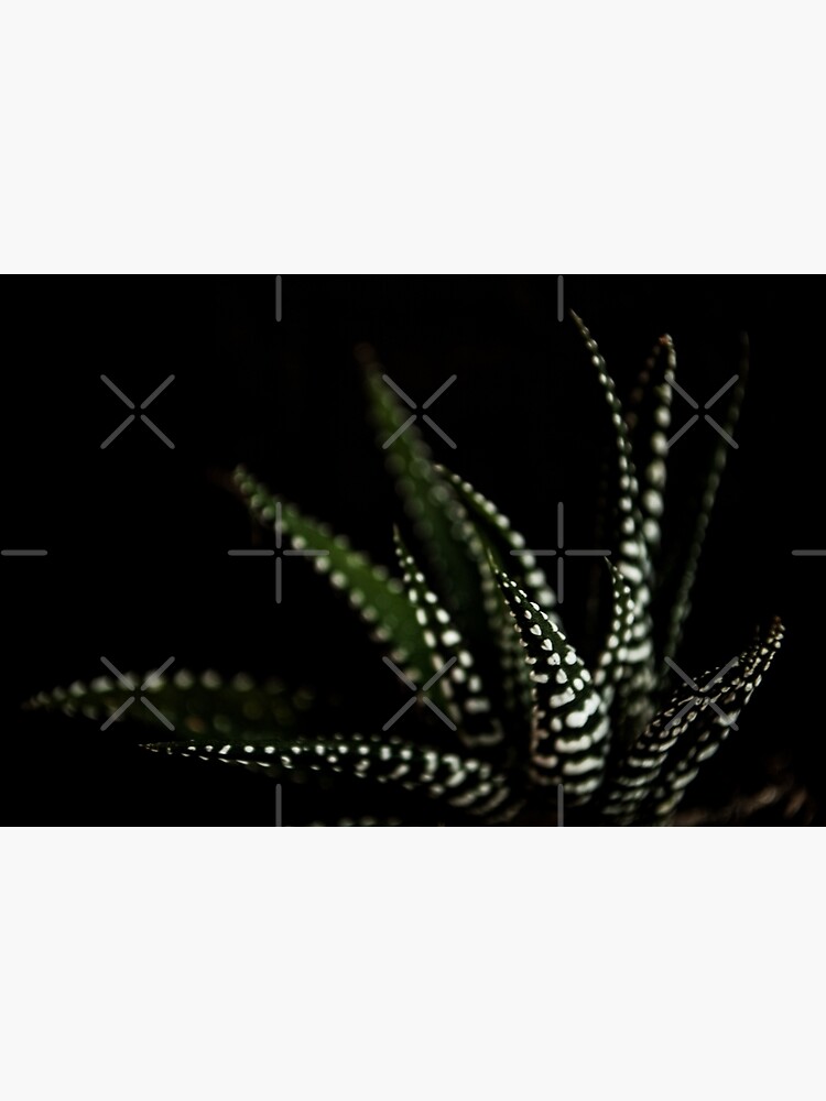 "Haworthia Aloe Vera cactus succulent plant white spots ...