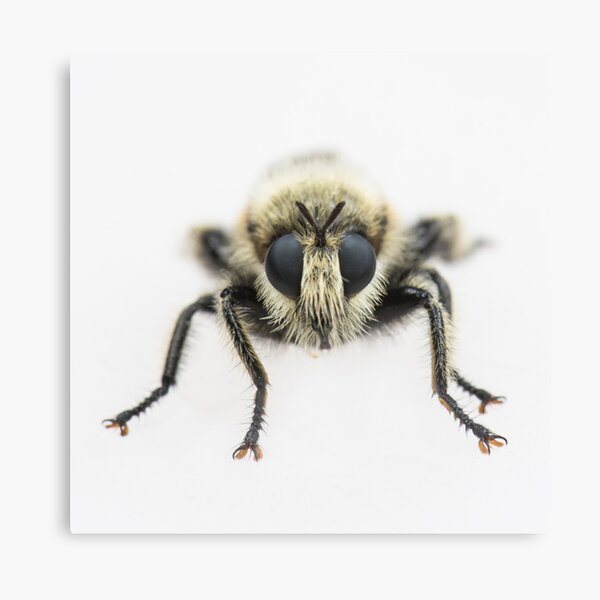Bee - Face to Face Canvas Print