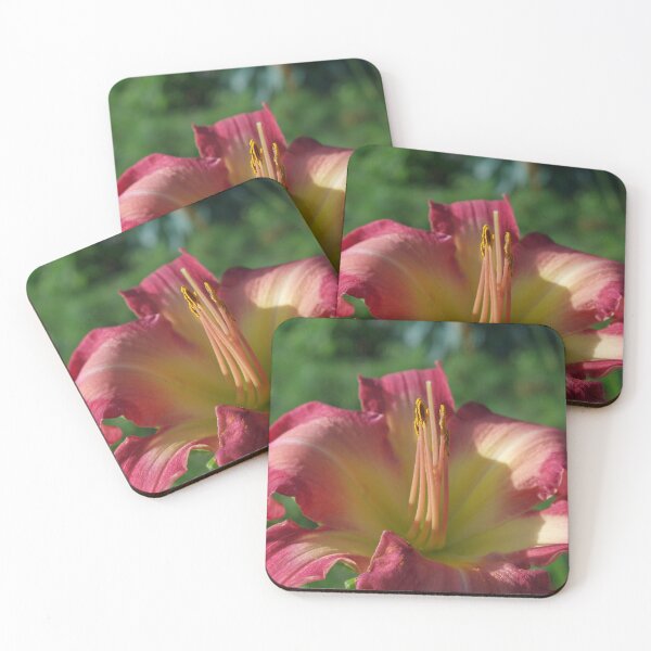 Item preview, Sunrise in a flower - Hemerocallis White Eyes Pink Dragon Daylily designed and sold by rvjames.