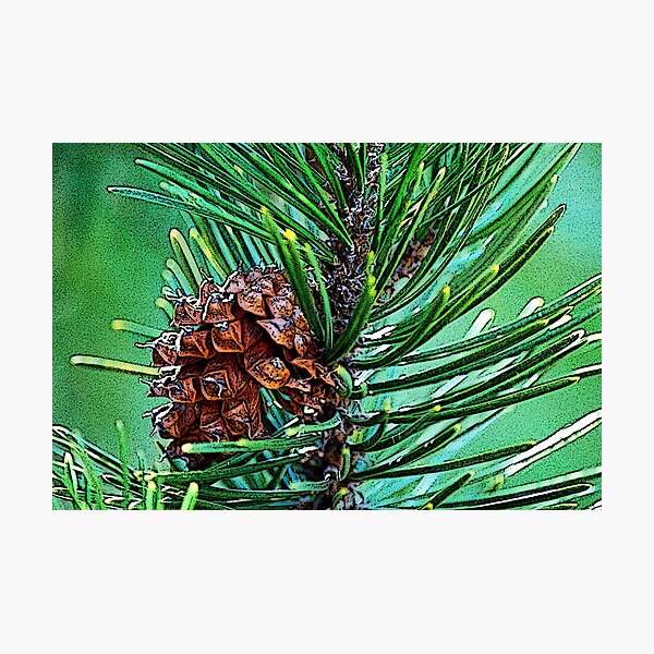 Item preview, Pine cone Among the Green designed and sold by Tori Snow.