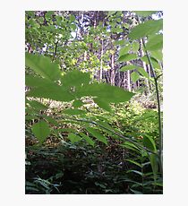 Wald Nr. 1 Photographic Print