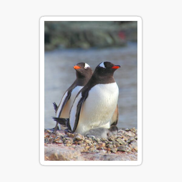 Item preview, Pair of Gentoo Penguins on the Nest with Chicks designed and sold by Carole-Anne.