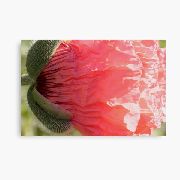 vomiting love Canvas Print