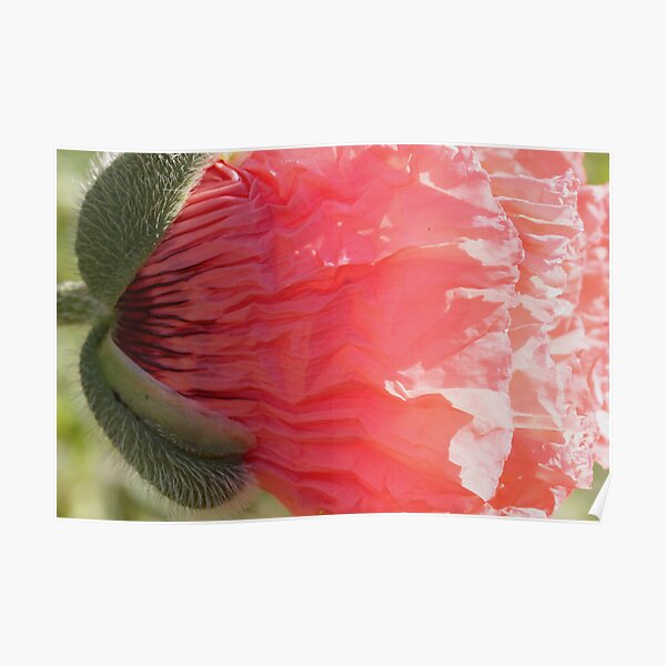 vomiting love Poster