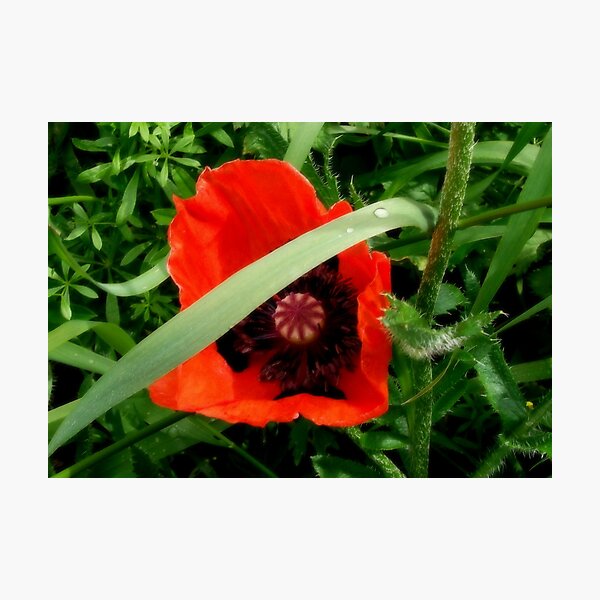 Poppy Photographic Print