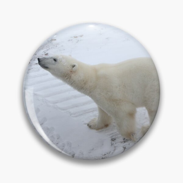 Item preview, Inquisitive Polar Bear designed and sold by Carole-Anne.