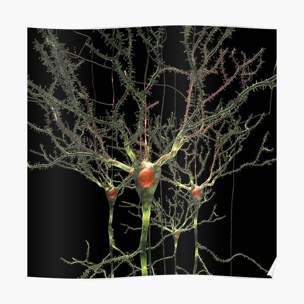 Neurons or Brain Cells Poster