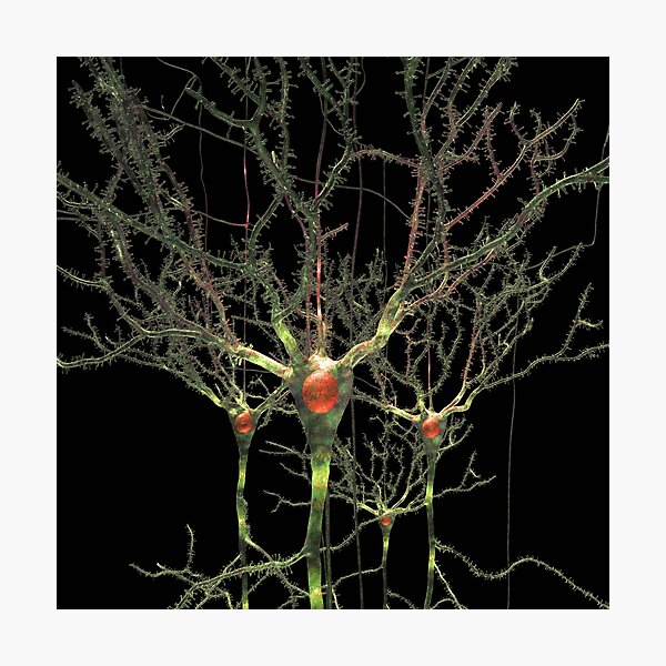 Neurons or Brain Cells Photographic Print